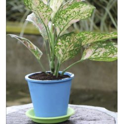 Fair Zone - Urtepotter af naturgummi 6-pak