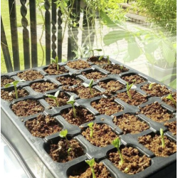 Fair Zone - Genanvendelig sbakke i naturgummi  - 30 Celler