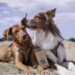 The Sustainable People - Hundeposer 23x25 cm - Recycling 